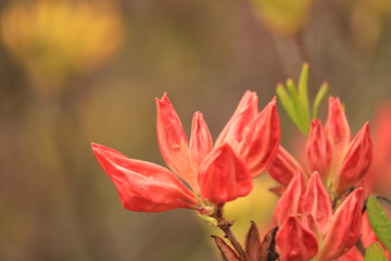 kwitnące  czerwone  kwiaty  na  krzewie © Mirosaw