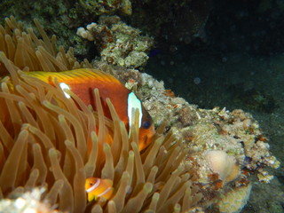 Naklejka na ściany i meble Clownfish, anemonefish, red sea fishes 