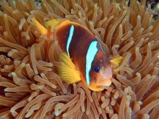 Clownfish,  anemonefish, red sea fishes
