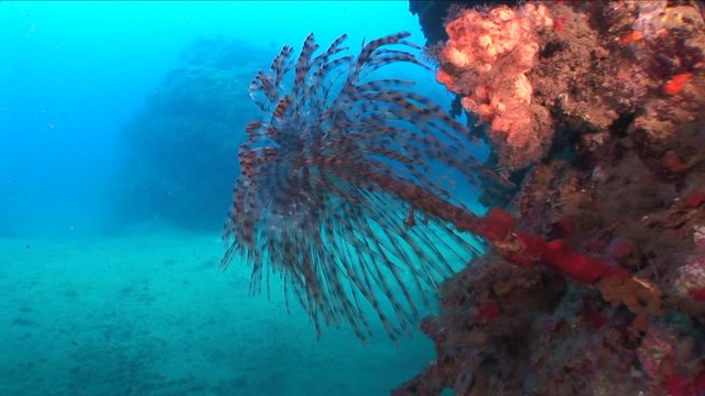 tubeworm scenery underwater open wings and collecting particles in water fan worm