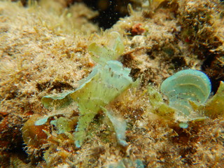 Fototapeta na wymiar Marine Macroalgae, seaweeds, in the red sea 
