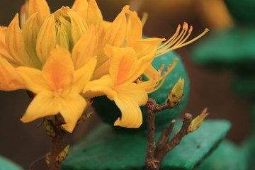 żółte  kwiaty  na  parkanie © Mirosaw