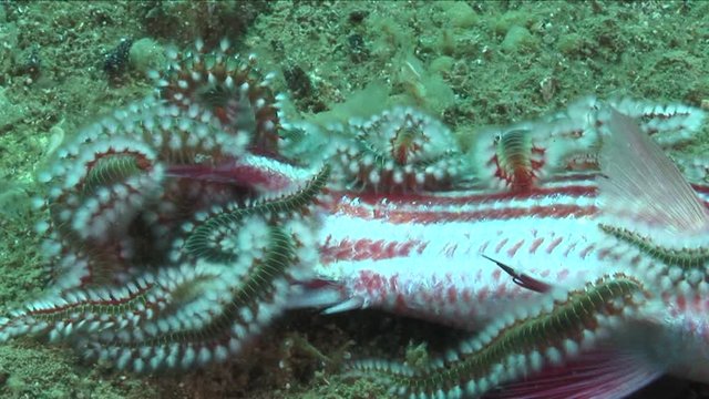 fire worms eating soldier fish underwater fireworm eating close up ocean scenery 