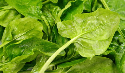 Fresh green spinach. Green spinach leaves. Green food.