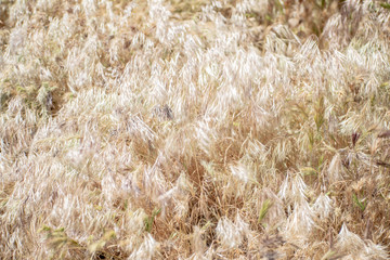 Blooming poppy flowers in springtime in California