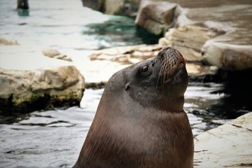 Sea lion