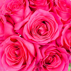 Bouquet of pink roses.