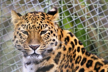 Fototapeta na wymiar Close up of a leopard