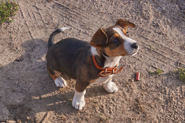 Puppy poses for the photographer.