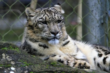 Portrait of a snow leopard