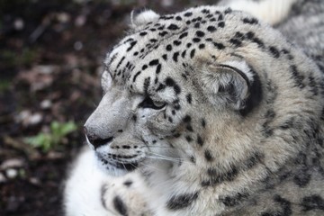 Snow leopard close up