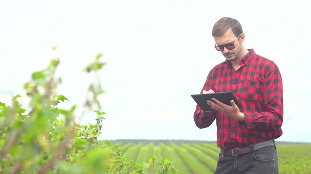Farmer inspects tea growth. Farmer standing in tea field
