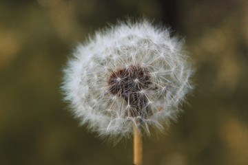 dandelion seed head