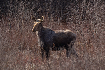 Pregnant  cow moose in the brush in Algonquin Park Ontario  in May