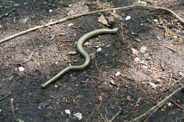 Fototapeta premium Slow-worm on the ground