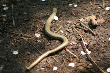 Close up of a Slow-worm
