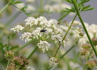 Bee on a flower