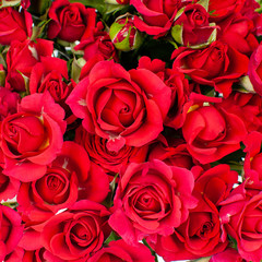 Bouquet of red roses.
