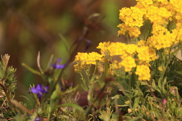 żółte  kwiaty  na  trawniku