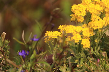 żółte  kwiaty  na  trawniku