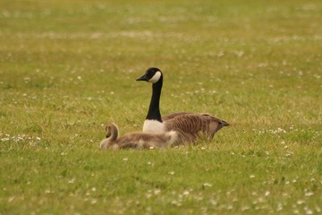 Canada goose on the grass
