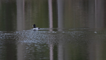 Ring neck ducks on a calm pond full of reflections in spring