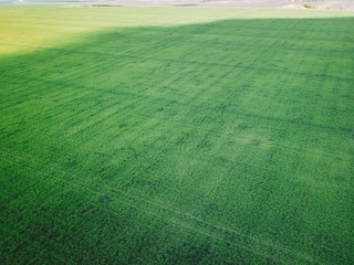 Obraz premium Plantation from up above, top view crop lines texture. Aerial view of fields, soybean, wheat, corn. Agriculture food production