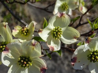Dogwood is flowering