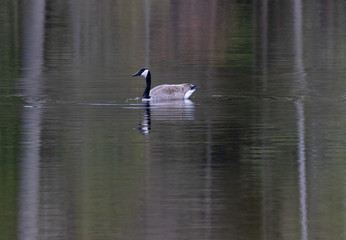 Canada Goose in the water with soft reflections