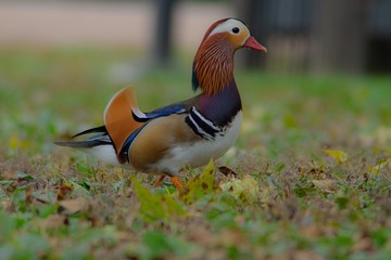 Mandarin duck, perching duck