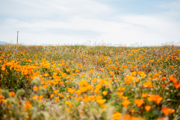 Blooming poppy flowers in springtime in California