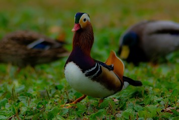 Mandarin duck, perching duck