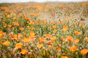 Blooming poppy flowers in springtime in California