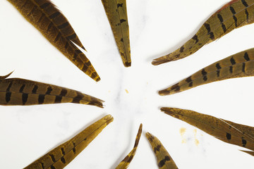 pheasant white isolated feather on white backgound