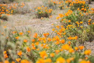 Blooming poppy flowers in springtime in California