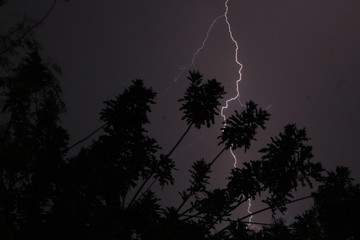 lightning in the forest