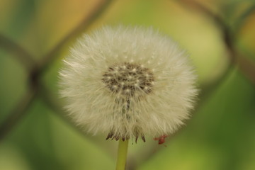 wiosenne  dmuchawce  pod  płotem © Mirosaw