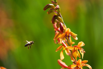 Honey Bee Flying to Lucifer Flowers