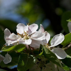 Apple blossom in spring, United Kingdom