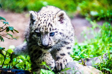 Fototapeta na wymiar Snow Leopard Cub On Rock