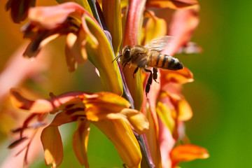 Honey Bee Flying to Lucifer Flowers