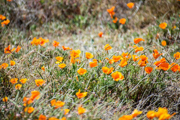 Blooming poppy flowers in springtime in California