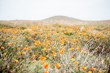 Blooming poppy flowers in springtime in California