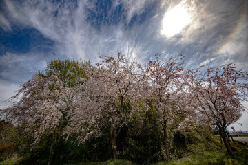 春、桜満開！