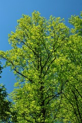 Fototapeta premium 新緑のイメージ 