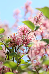 Syringa vulgaris macro summer flower family oleaceae background high quality prints