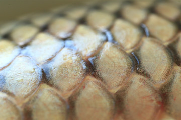 The scales of carp,close-up photo © hanmaomin