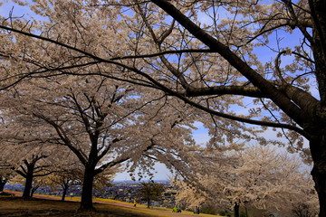 春、桜満開！