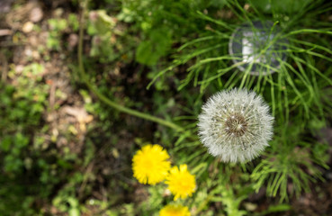 たんぽぽの綿毛
