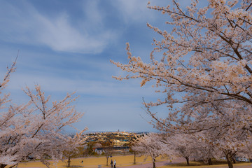 春、桜満開！